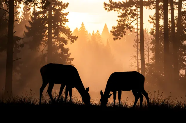 Two black deer silhouettes graze at the forest edge against a glowing misty sunrise sky