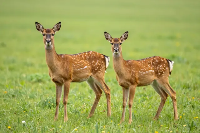 Two spotted deer stand side by side facing the camera in a lush green grassy meadow