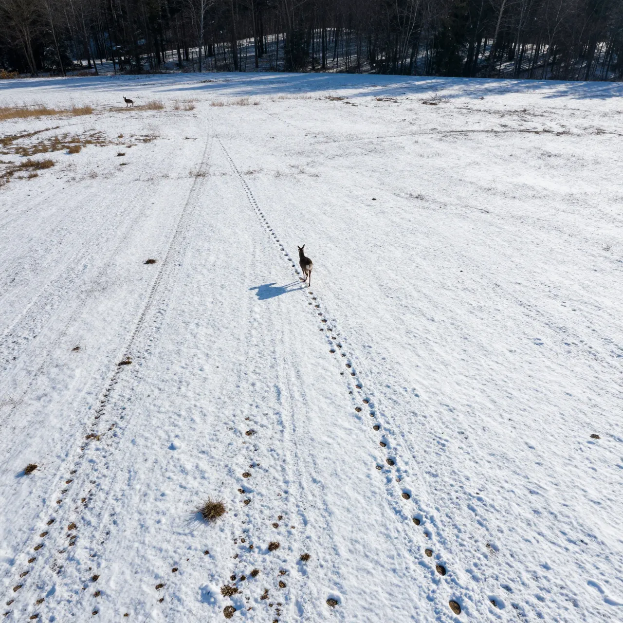 Aerial top-down view of deer standing on tracks crossing a snowy field toward a dark forest edge