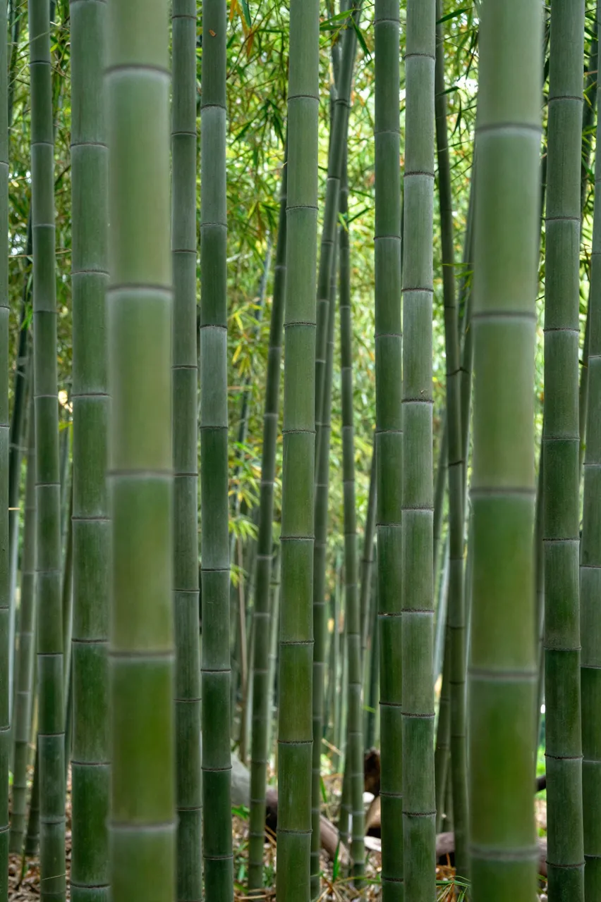 Tall segmented green bamboo stalks stand close together in soft diffused forest light