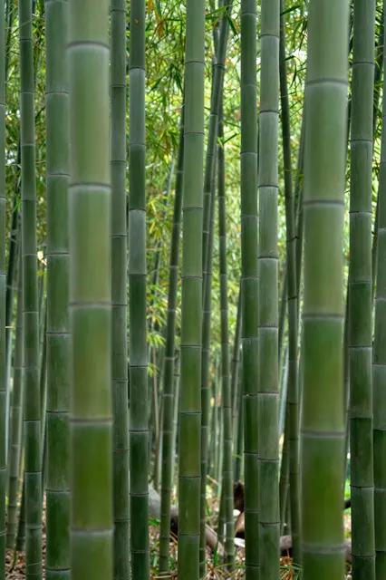 Tall segmented green bamboo stalks stand close together in soft diffused forest light