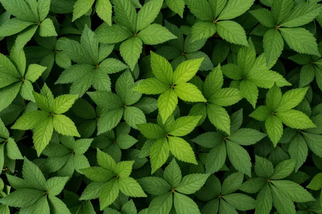 Top down close up view of tightly clustered serrated green leaves filling the entire frame