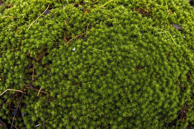 Close-up full frame view of vibrant spiky green moss with scattered tiny organic debris