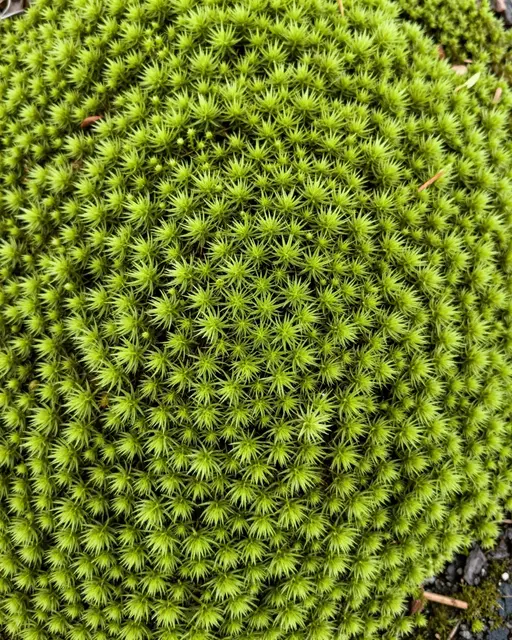 Full frame close-up of dense, spiky pale green sphagnum moss heads with scattered small organic debris