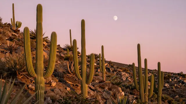 Tall saguaro cacti stand on a rocky desert hillside beneath a pink sunset sky with a rising moon
