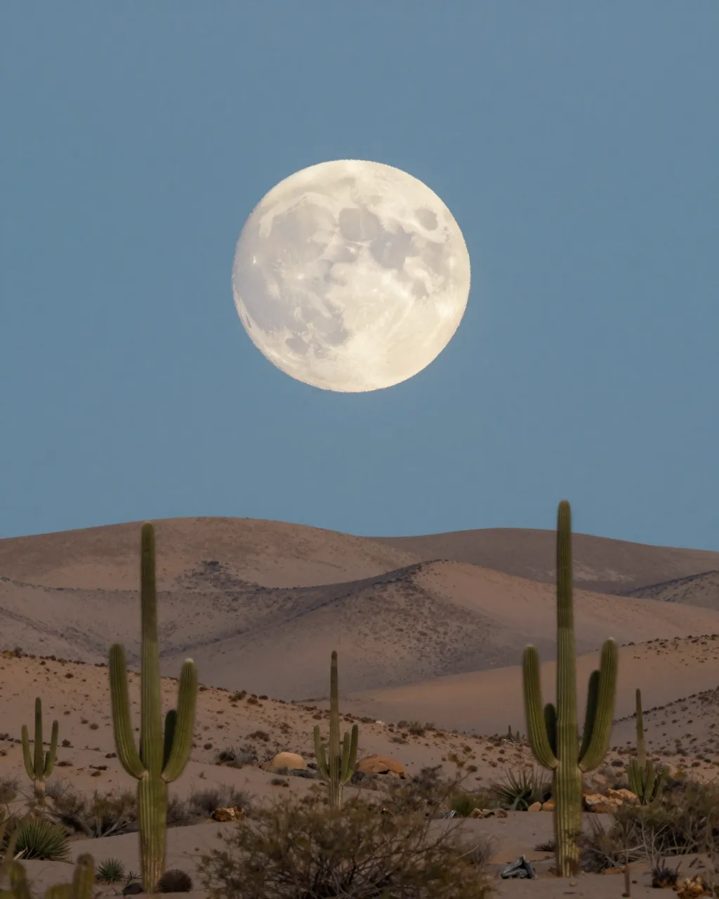 A huge pale full moon hangs above desert hills and saguaro cacti at twilight