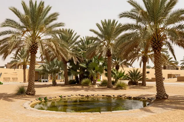 Stone edged small pond sits beneath tall date palm trees in a sandy desert oasis