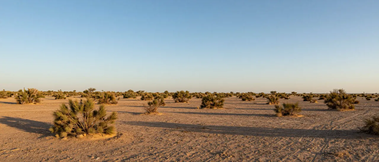 Wide desert plain dotted with scattered shrubs under a clear pale sky at golden hour