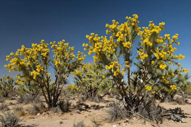 Flowering palo verde trees covered in bright yellow blossoms stand under a deep blue desert sky
