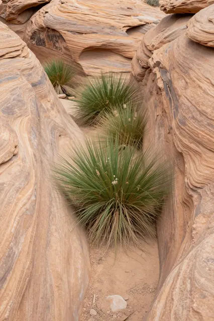 Spiky desert grasses grow along the sandy floor of a narrow swirling sandstone canyon wash