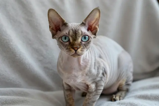 Hairless Devon Rex cat with large ears and bright blue eyes sits on a pale gray fuzzy blanket.