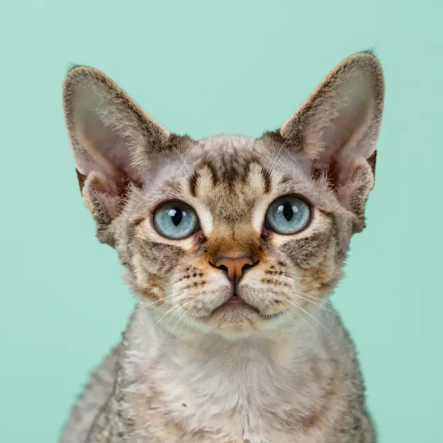 Close-up head portrait of a Devon Rex cat with large eyes against a mint green background