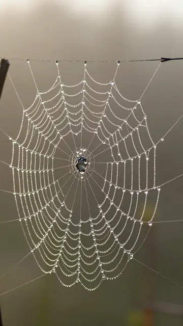 A spider web strung with glistening dew drops is lit by soft warm sunrise light against a blurred muted background