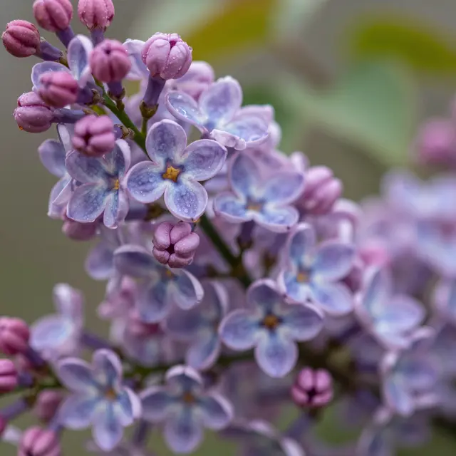 Extreme close-up of lilac flower cluster dotted with glistening morning dew droplets