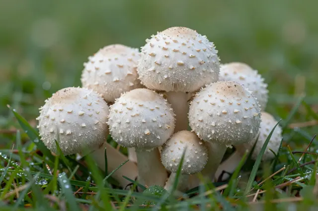 A cluster of spiky white puffball mushrooms dotted with dew sits in damp green grass.