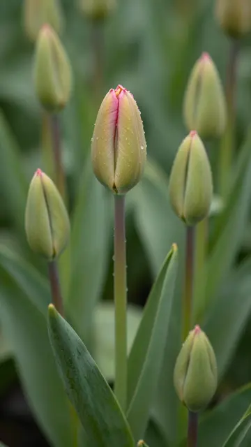 Close-up of partially opening tulip buds covered in water droplets, surrounded by blurred green foliage