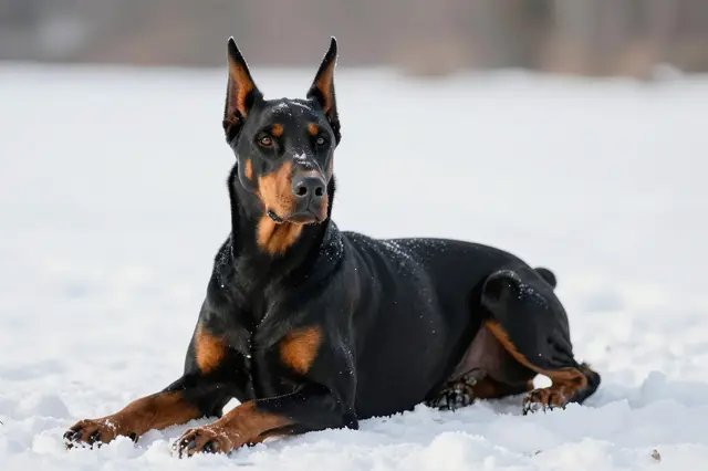 A black and tan Doberman with pricked ears lies in fresh snow on a frosty morning