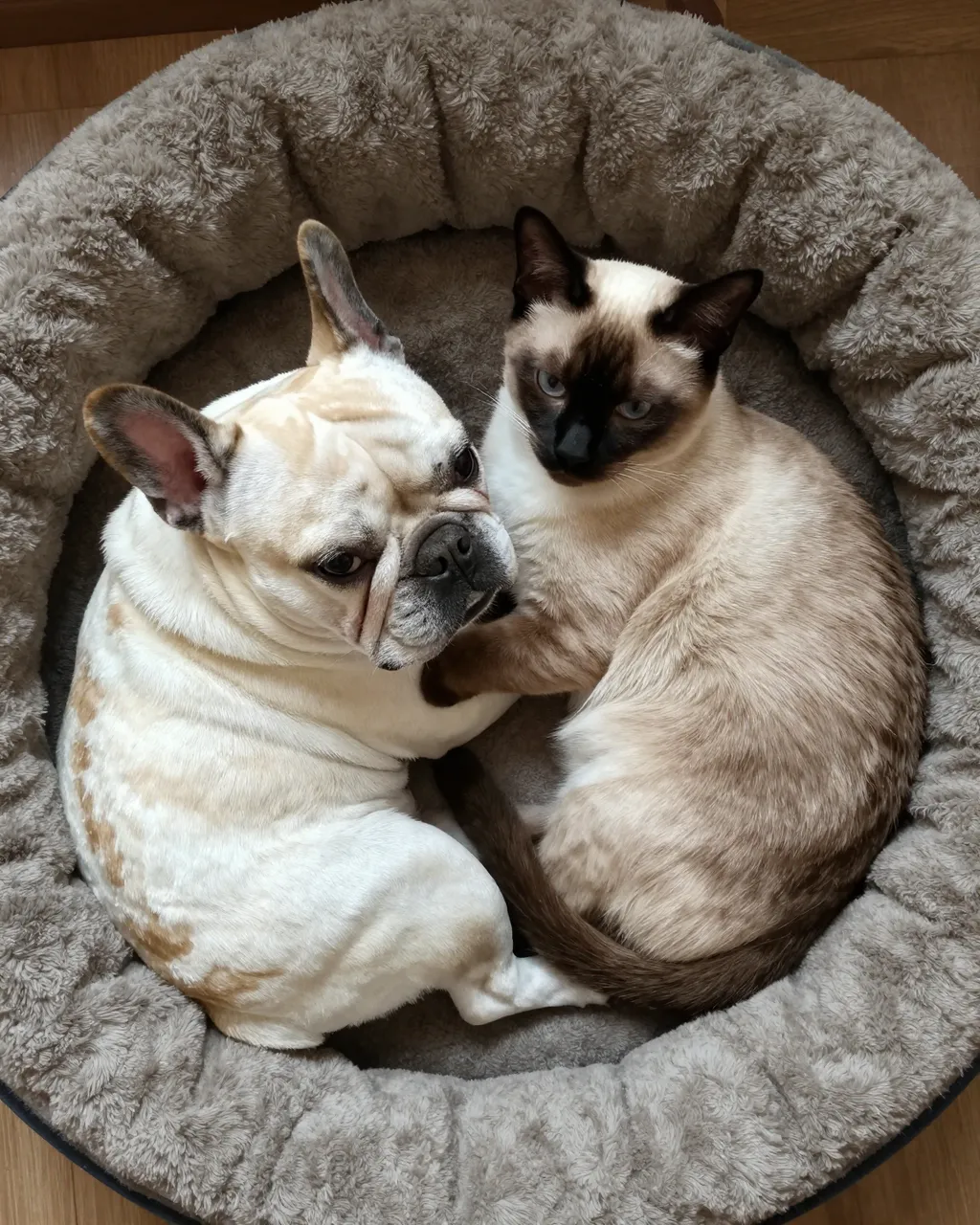 A French bulldog and Siamese cat sit curled closely together inside a fluffy round plush dog bed.