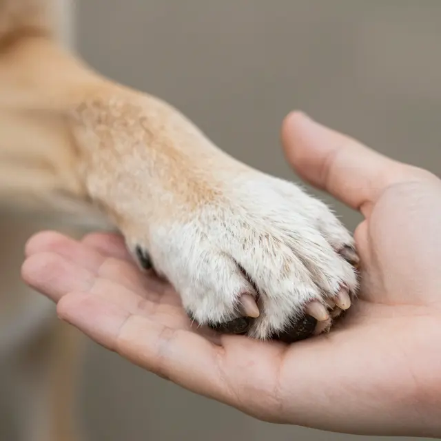 Close-up of a light tan dog's paw resting gently in an open adult human hand.