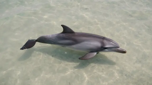 A bottlenose dolphin swims just below the surface of clear shallow water over pale sand viewed from above