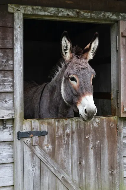A donkey looks out over the top of a weathered wooden stable half door on a rainy day