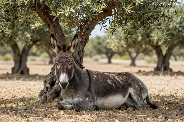 A donkey lies resting in the shade of a gnarled olive tree in a dry summer grove.
