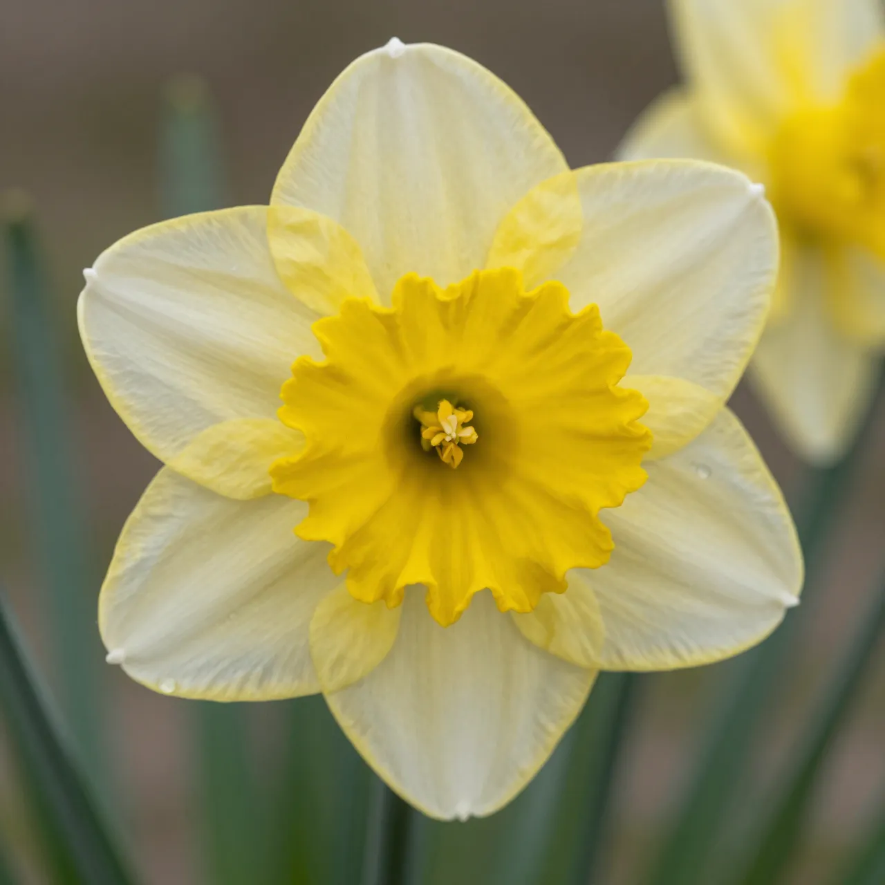 Close-up of a frilly yellow and cream daffodil in soft natural light with a blurred secondary daffodil in the background