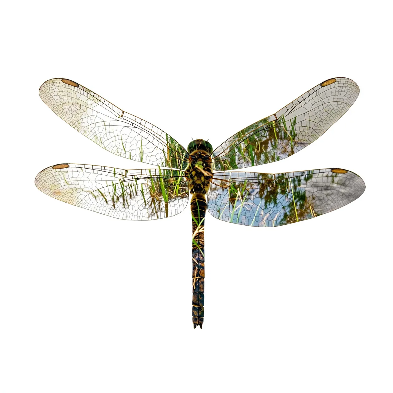 Double exposure artwork of a dragonfly with a reedy pond scene visible within its wing and body structure on a plain white
