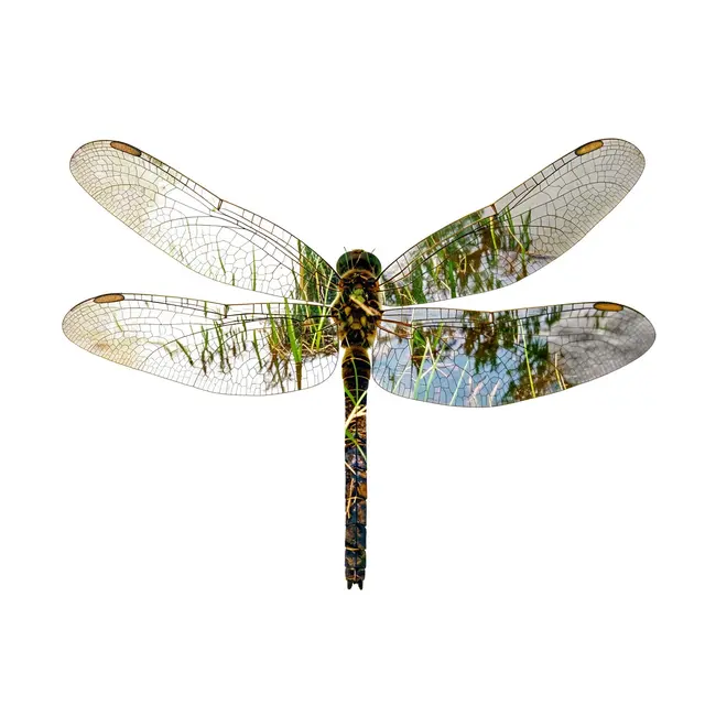 Double exposure artwork of a dragonfly with a reedy pond scene visible within its wing and body structure on a plain white