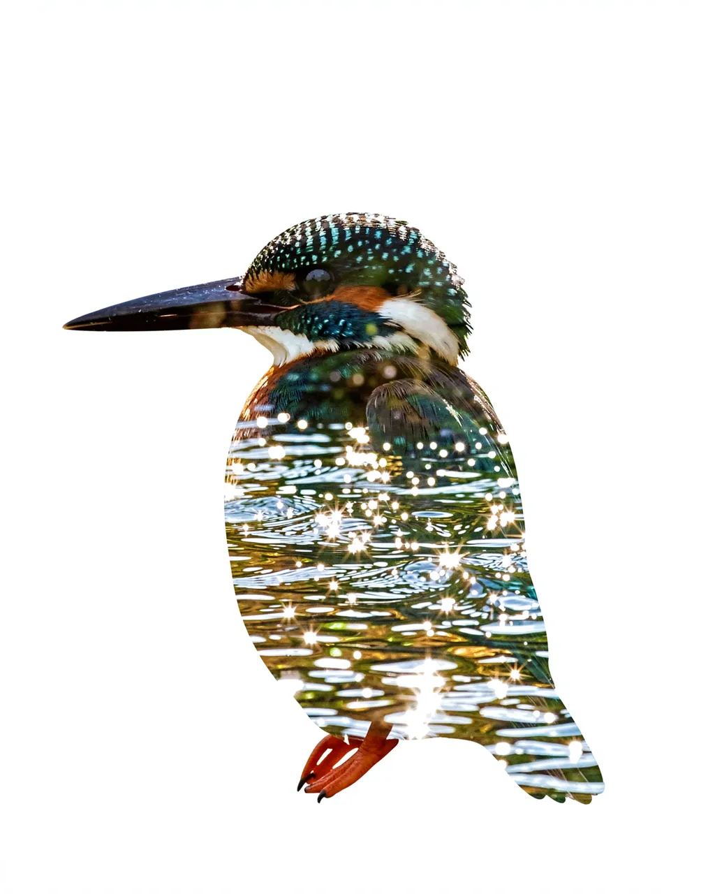 Double exposure composite of a kingfisher silhouette filled with sparkling rippled river water on a plain white background