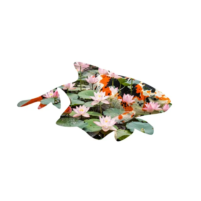 Double exposure composite of a koi fish silhouette filled with lotus pond foliage on a plain white background