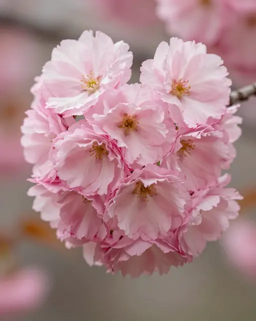 Close-up cluster of ruffled double pink cherry blossoms attached to a thin branch with soft blurred background