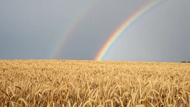 A faint double rainbow arcs over a ripe golden wheat field beneath a gray overcast sky