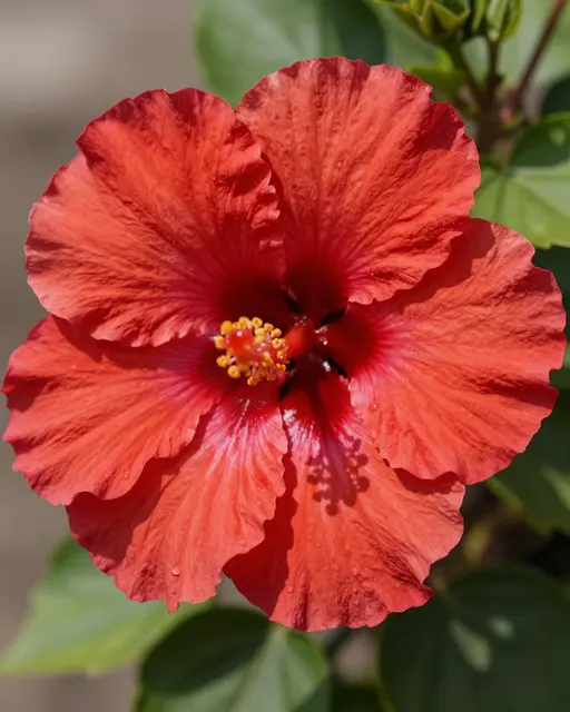 Close-up of a layered ruffled red double hibiscus flower in bright sunlight with surrounding green leaves