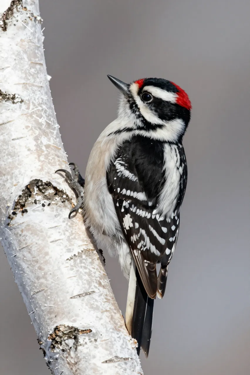 A downy woodpecker perches on a frosted birch tree trunk against a soft blurred gray winter background