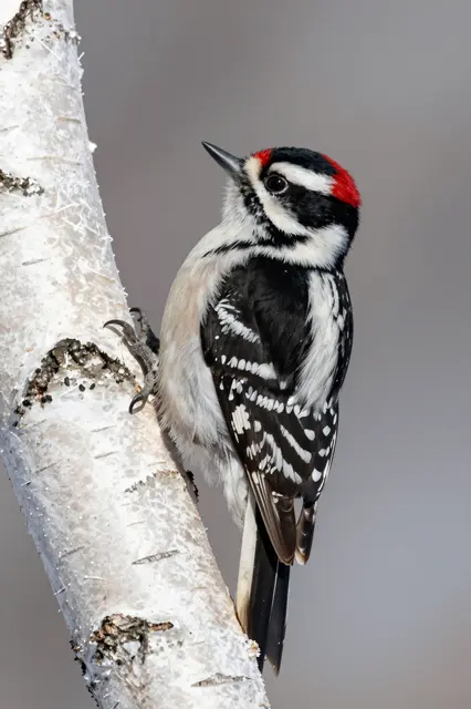 A downy woodpecker perches on a frosted birch tree trunk against a soft blurred gray winter background