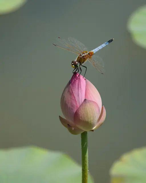 A dragonfly rests perched on the tip of a closed pink lotus bud above a blurred still pond.