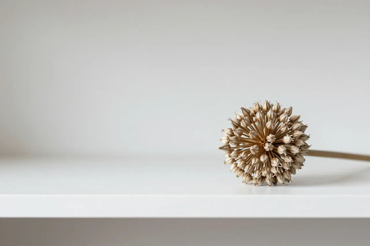 A single dried allium head rests on a plain white shelf against a light neutral background with empty copy space to the left.