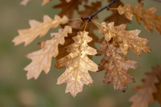 Close-up of golden and brown dried oak leaves attached to a thin branch against soft blurred green foliage