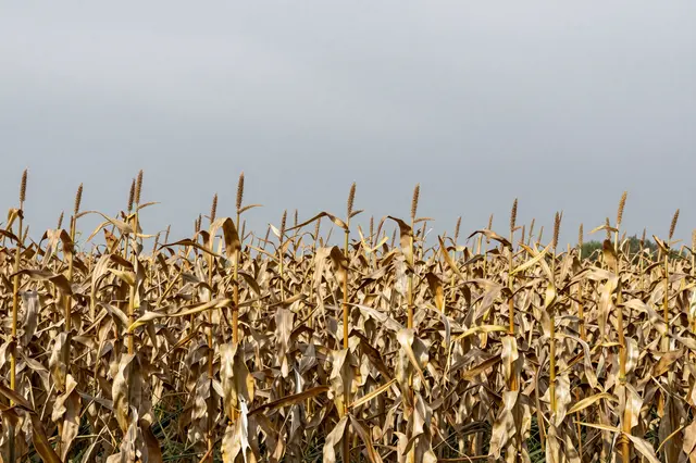 Dry golden brown cornstalks fill an autumn field beneath an overcast gray sky