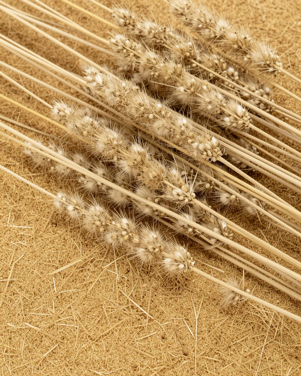Close-up full-frame view of pale gold dried fluffy grass seed heads and stems on a dry golden fiber base