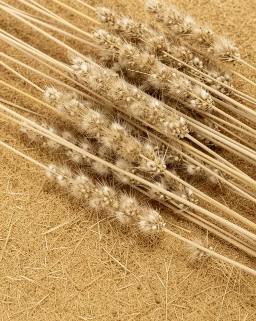 Close-up full-frame view of pale gold dried fluffy grass seed heads and stems on a dry golden fiber base