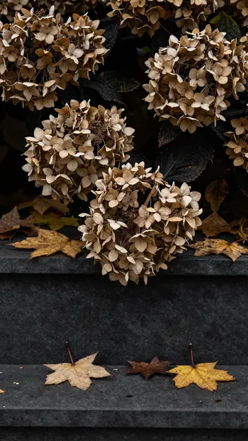 Dried hydrangea heads and autumn maple leaves rest on dark rough stone steps in moody low light