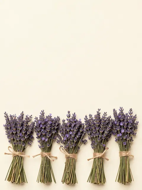 Five twine-tied dried lavender bundles line the bottom edge of plain cream paper with empty copy space above.