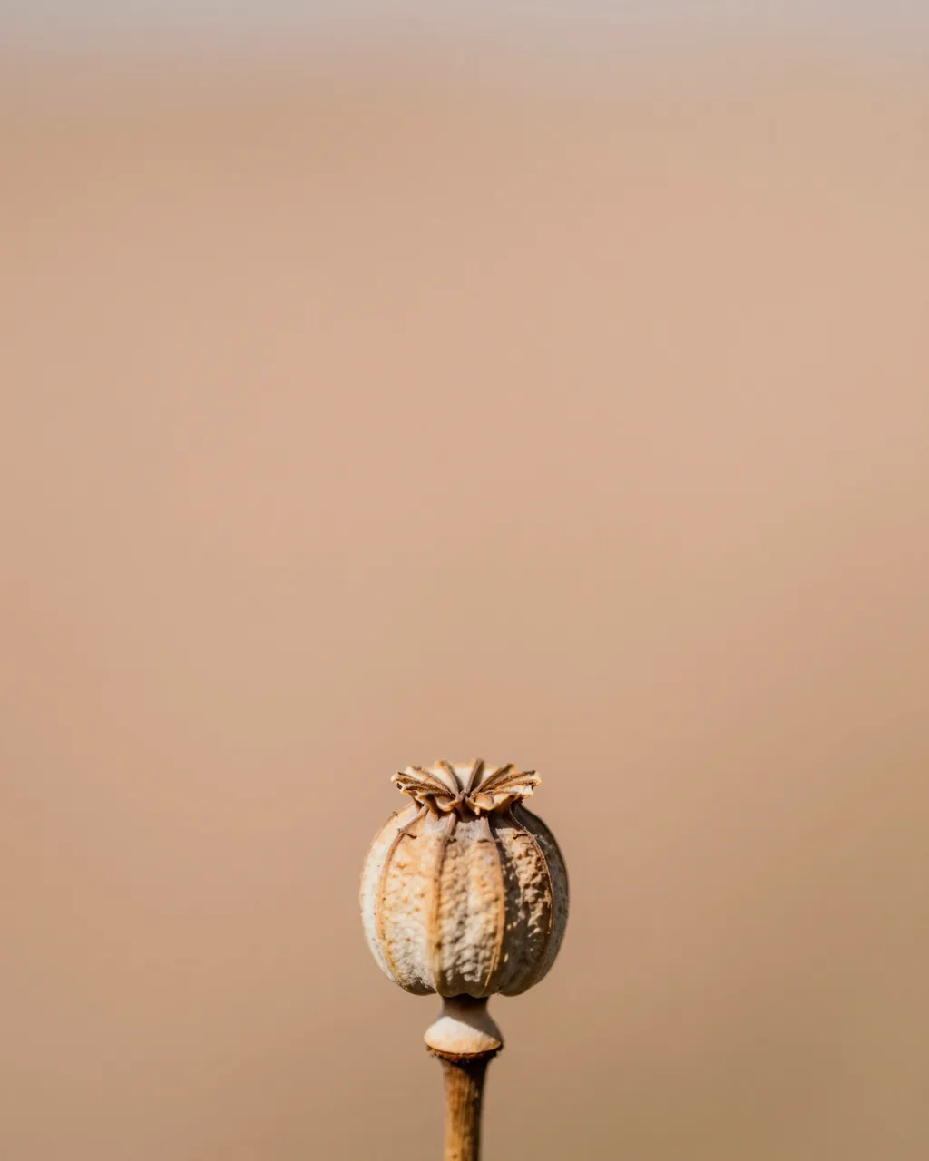 A single dried poppy seed head sits at the bottom of a soft peachy gradient backdrop with empty upper copy space.
