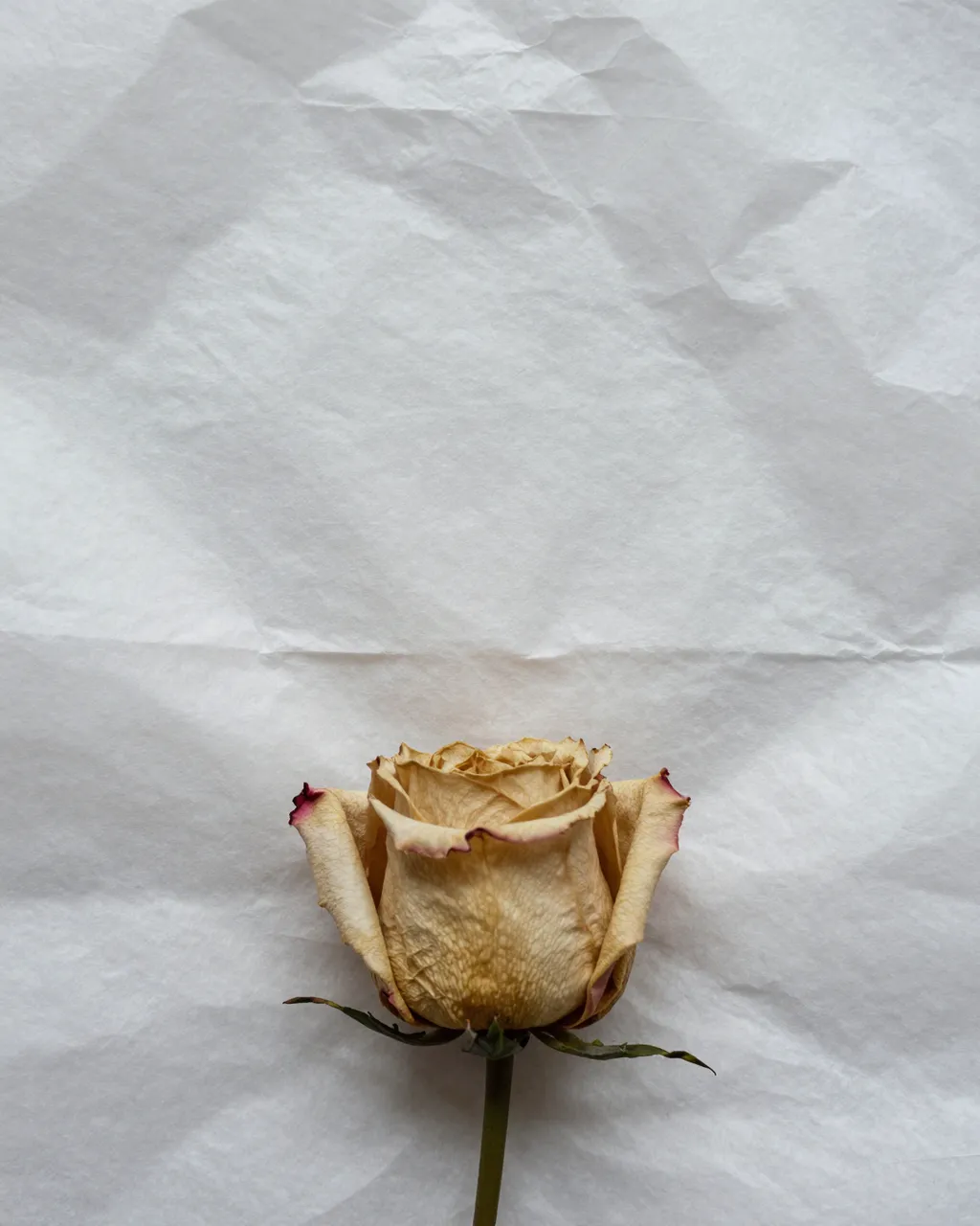 A top view of a dried rose resting at the bottom of crumpled white tissue paper with empty copy space above.