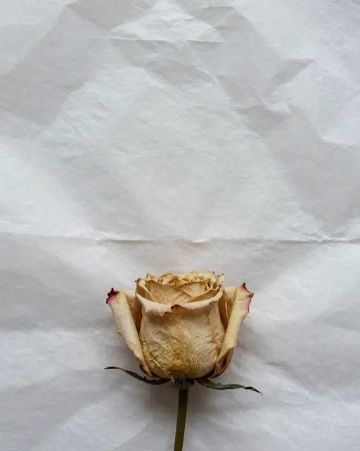 A top view of a dried rose resting at the bottom of crumpled white tissue paper with empty copy space above.