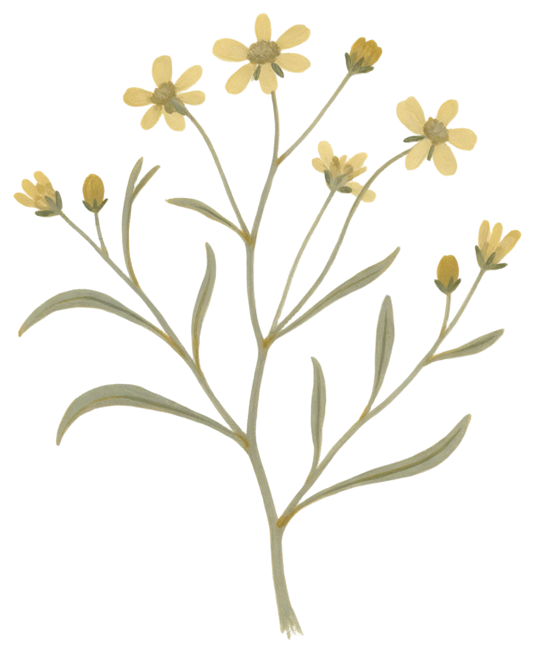 Gouache illustration of a pressed wildflower sprig with small yellow blossoms and thin muted green stems