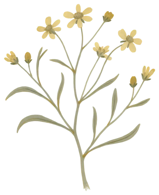 Gouache illustration of a pressed wildflower sprig with small yellow blossoms and thin muted green stems