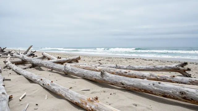 Weathered silver driftwood logs lie scattered on a sandy beach under a pale overcast sky with distant white surf.
